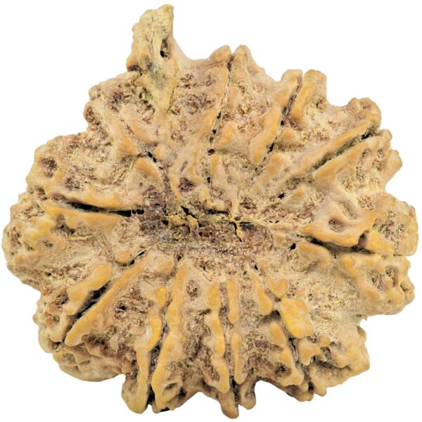 10 Mukhi Ganesh 38.2mm 10.99gm - Rudraksha back