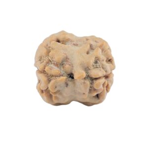2 Mukhi Rudraksha 21.9mm 1.79gm - Rudraksha back