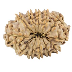 12 Mukhi Rudraksha 27.2mm 4gm - Rudraksha back