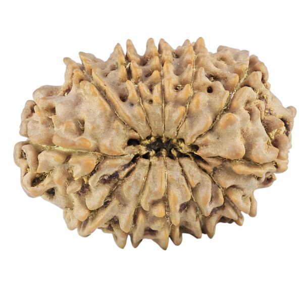 12 Mukhi Rudraksha 27.2mm 4gm - Rudraksha back