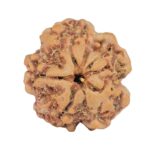1MK(Underdeveloped) 23.3mm 4.3gm - Rudraksha back