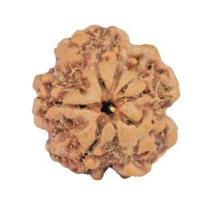 1MK(Underdeveloped) 23.3mm 4.3gm - Rudraksha back