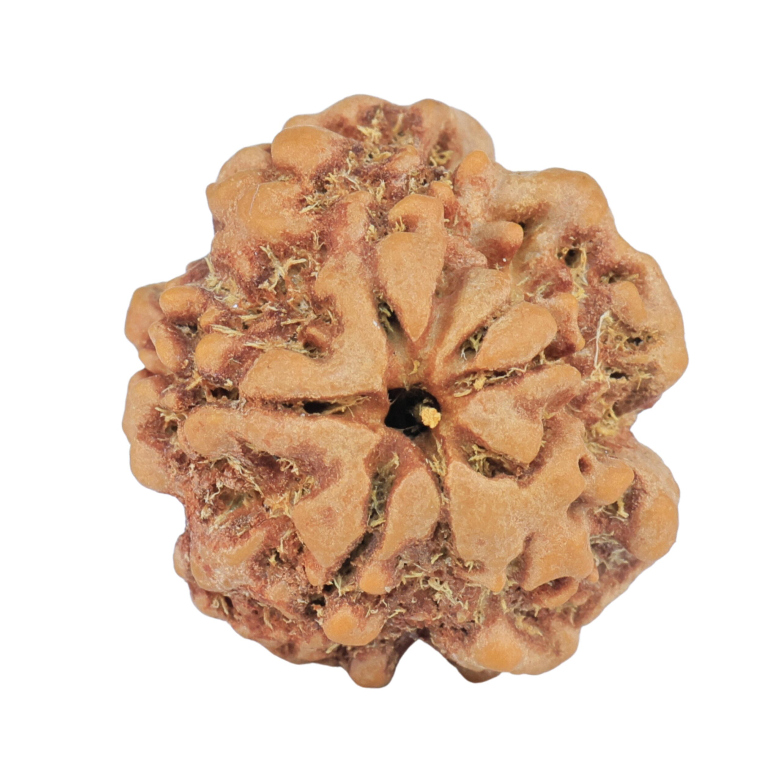 1MK(Underdeveloped) 23.3mm 4.3gm - Rudraksha back