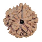 1MK(Underdeveloped) 19.5mm 2.57gm - Rudraksha back