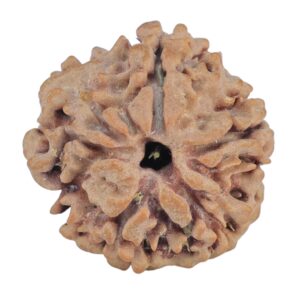 1MK(Underdeveloped) 19.5mm 2.57gm - Rudraksha back