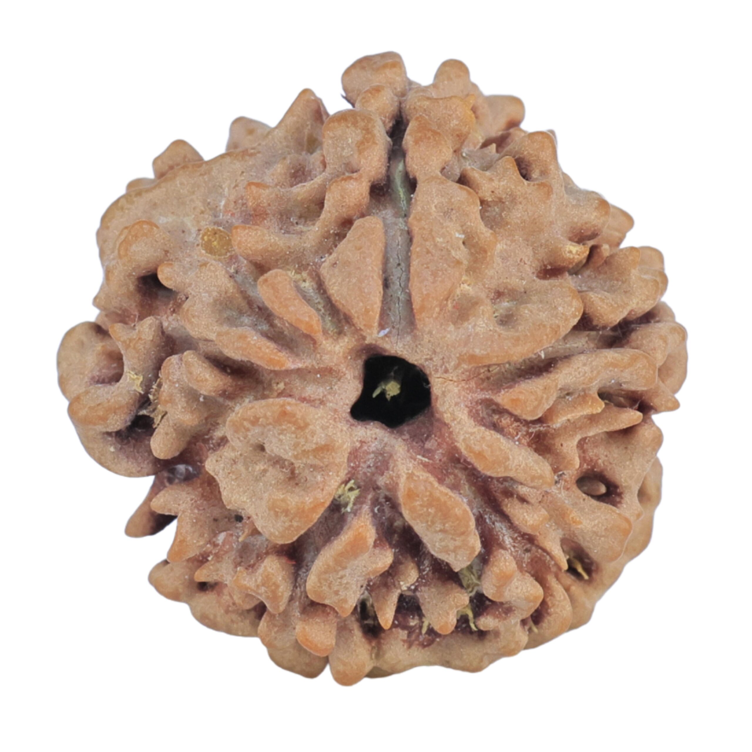 1MK(Underdeveloped) 19.5mm 2.57gm - Rudraksha back