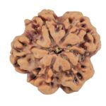 1MK(Underdeveloped) 22.2mm 3.48gm - Rudraksha back