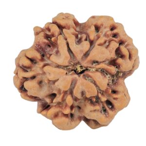 1MK(Underdeveloped) 22.2mm 3.48gm - Rudraksha back