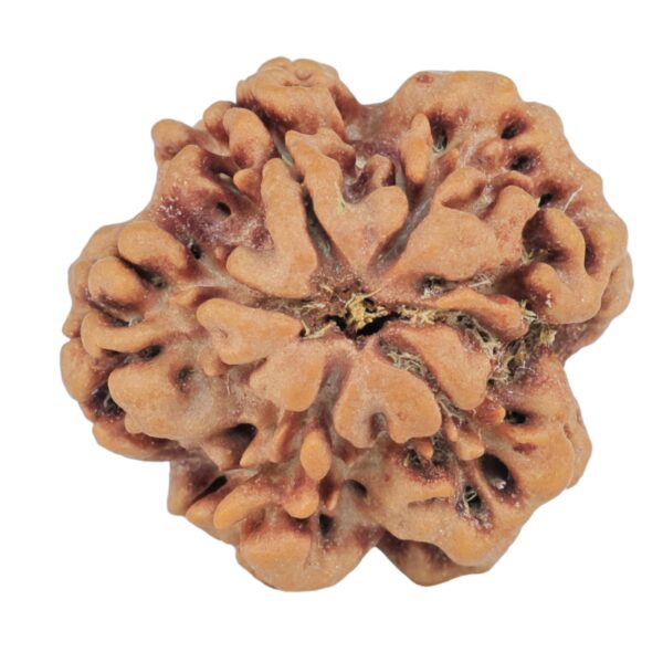 1MK(Underdeveloped) 22.2mm 3.48gm - Rudraksha back