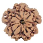 1MK(Underdeveloped) 23mm 4.07gm - Rudraksha back