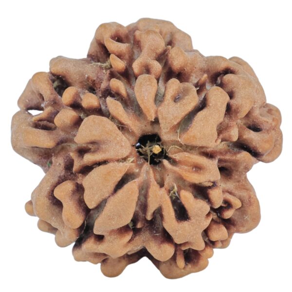 1MK(Underdeveloped) 23mm 4.07gm - Rudraksha back
