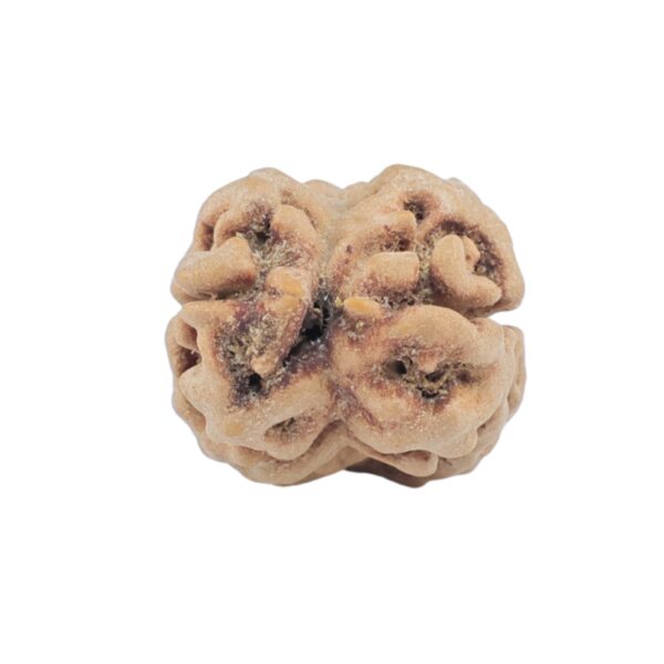 2 Mukhi Rudraksha 25.2mm 2.21gm - Rudraksha back
