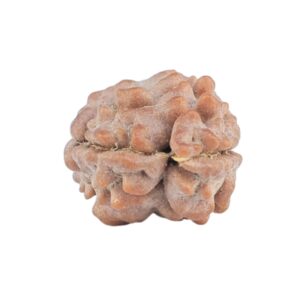 2 Mukhi Rudraksha 11.4mm 0.36gm - Rudraksha back