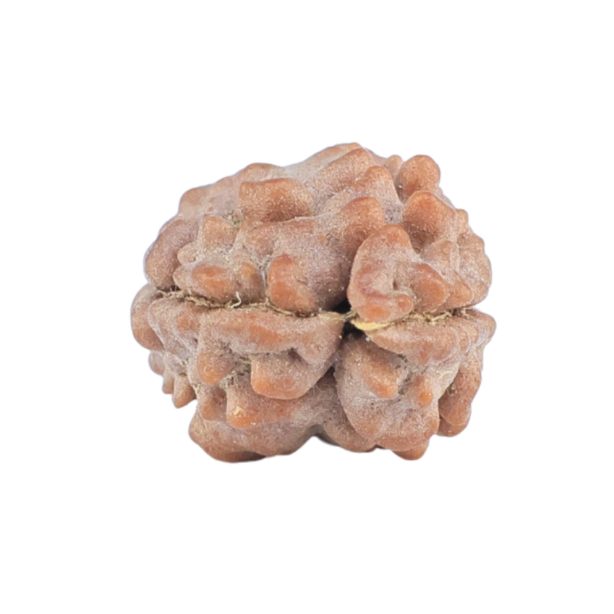 2 Mukhi Rudraksha 11.4mm 0.36gm - Rudraksha back