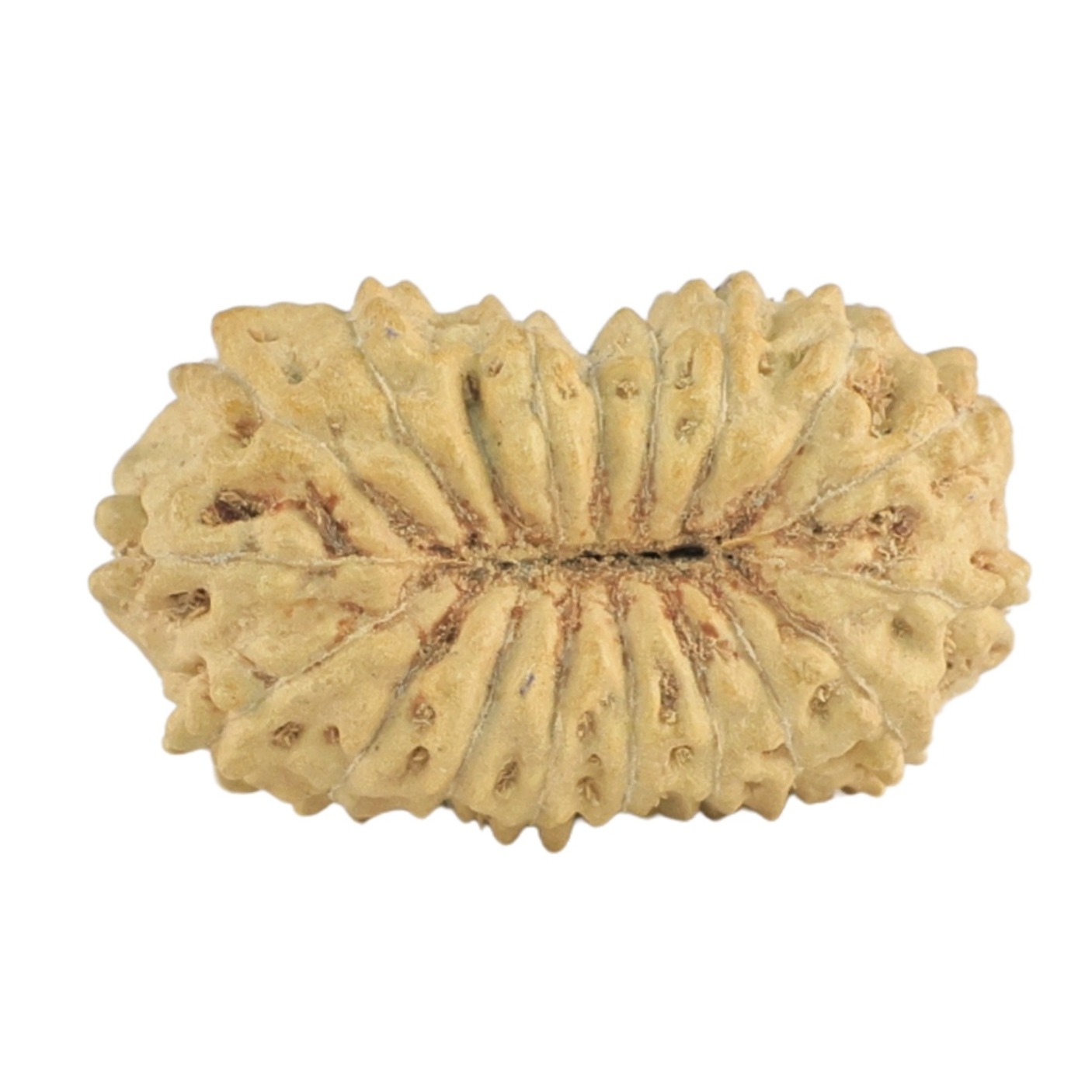 18 Mukhi Rudraksha 19.1mm 1gm - Rudraksha back