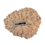 16 Mukhi Rudraksha 20.3mm 1.73gm - Rudraksha back