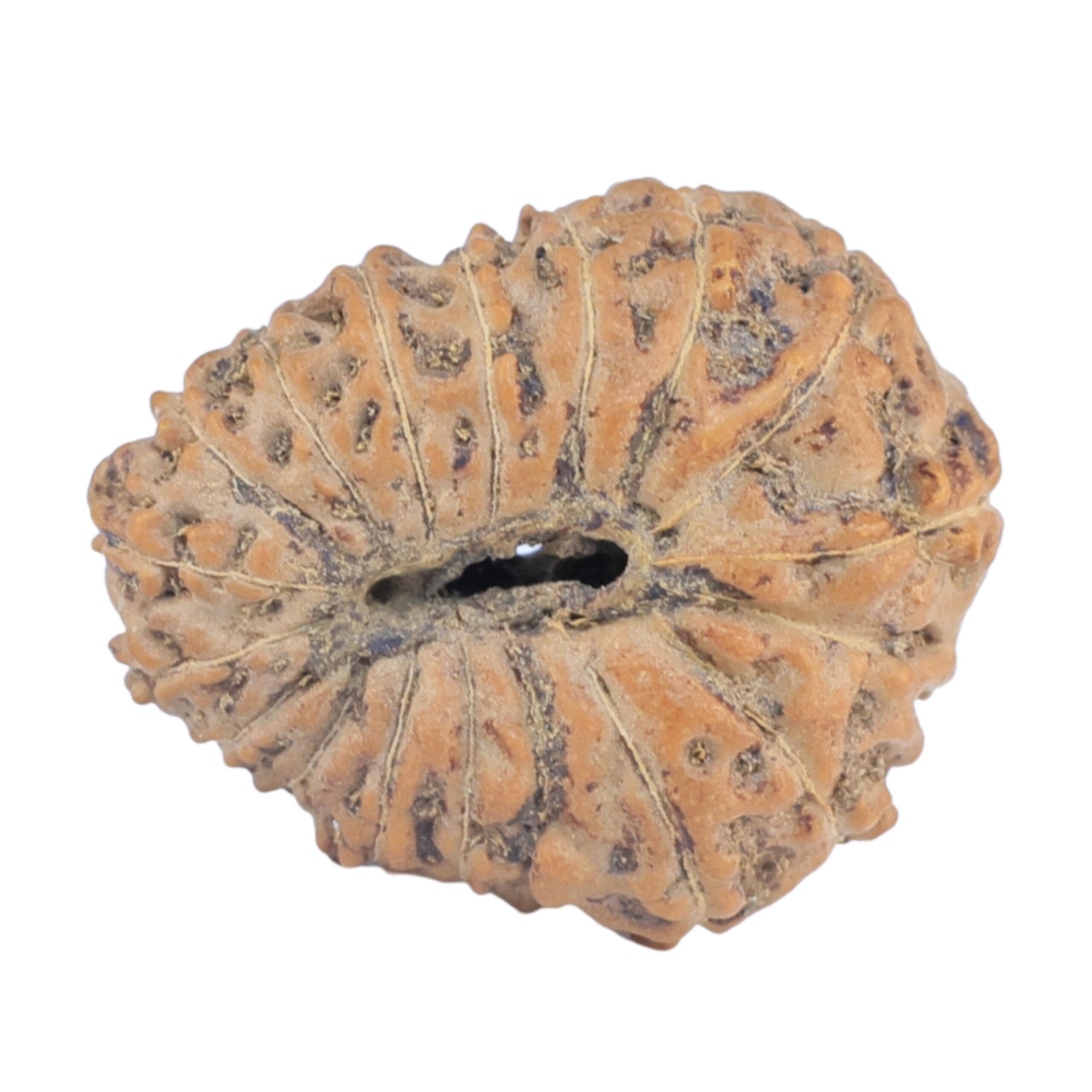 16 Mukhi Rudraksha 20.3mm 1.73gm - Rudraksha back