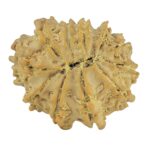 11 Mukhi Rudraksha 21.6mm 2.49gm - Rudraksha back