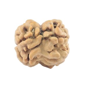 2 Mukhi Rudraksha 20.7mm 1.69gm - Rudraksha back