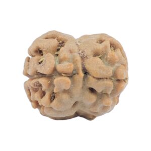 2 Mukhi Rudraksha 18.6mm 1.55gm - Rudraksha back