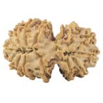 15 Mukhi Gaurishankar 33.4mm 5.7gm - Rudraksha back