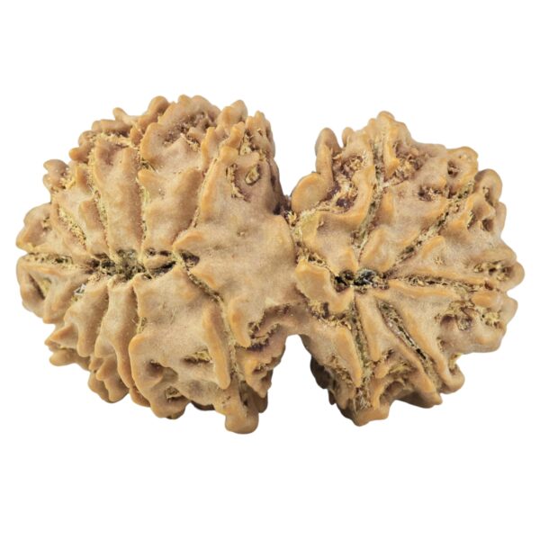 15 Mukhi Gaurishankar 33.4mm 5.7gm - Rudraksha back