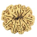 11 Mukhi Rudraksha 36.2mm 8.28gm - Rudraksha back