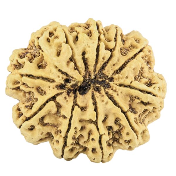11 Mukhi Rudraksha 36.2mm 8.28gm - Rudraksha back