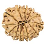 12 Mukhi Rudraksha 25.5mm 3.46gm - Rudraksha back