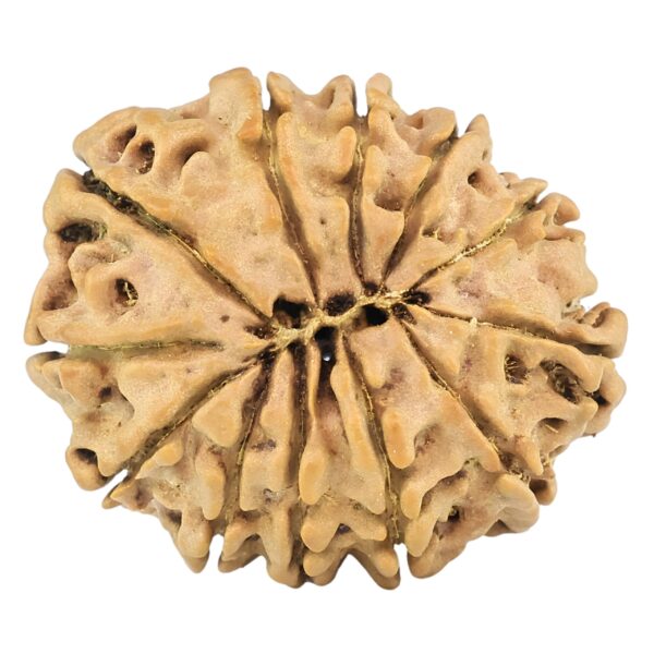 12 Mukhi Rudraksha 25.5mm 3.46gm - Rudraksha back