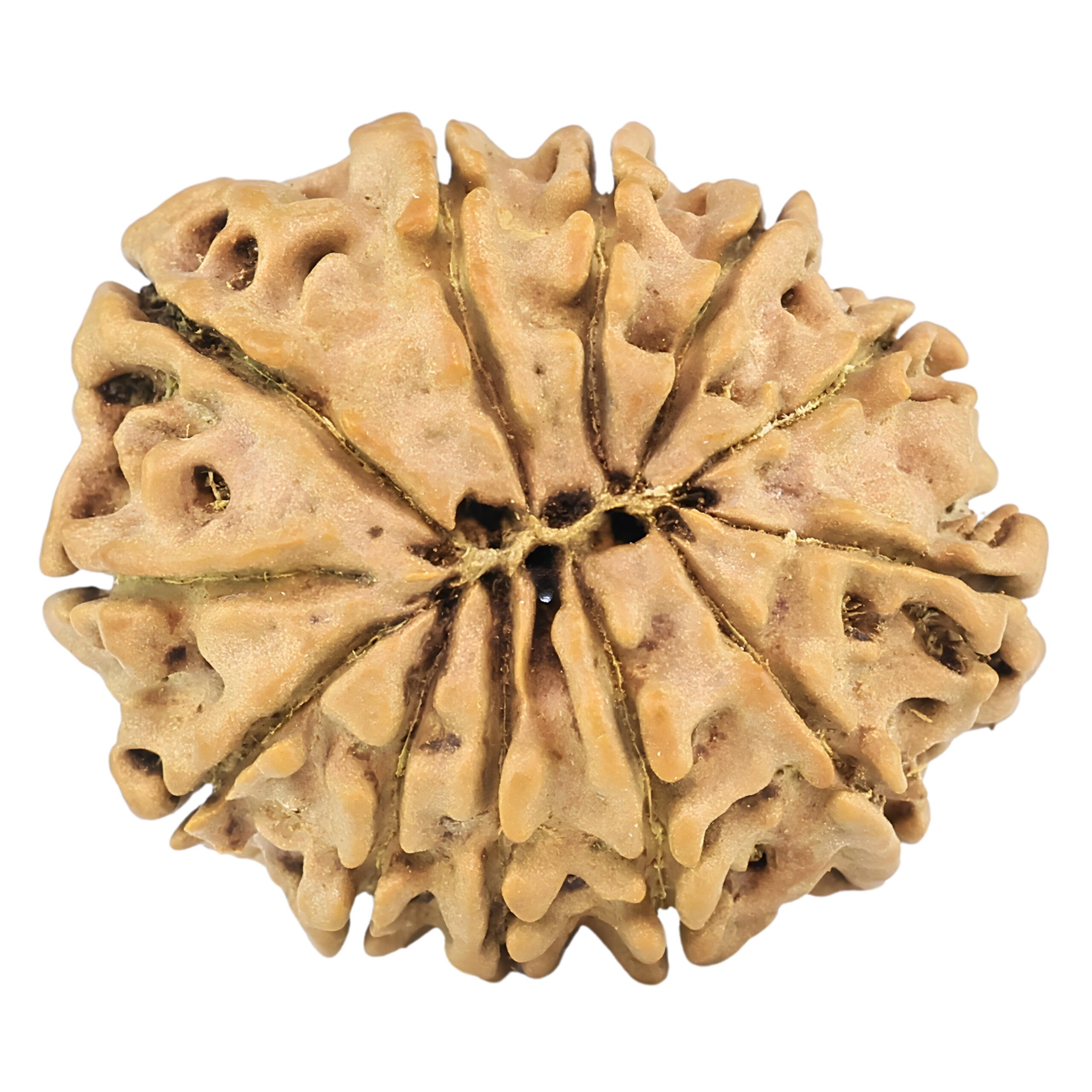 12 Mukhi Rudraksha 25.5mm 3.46gm - Rudraksha back