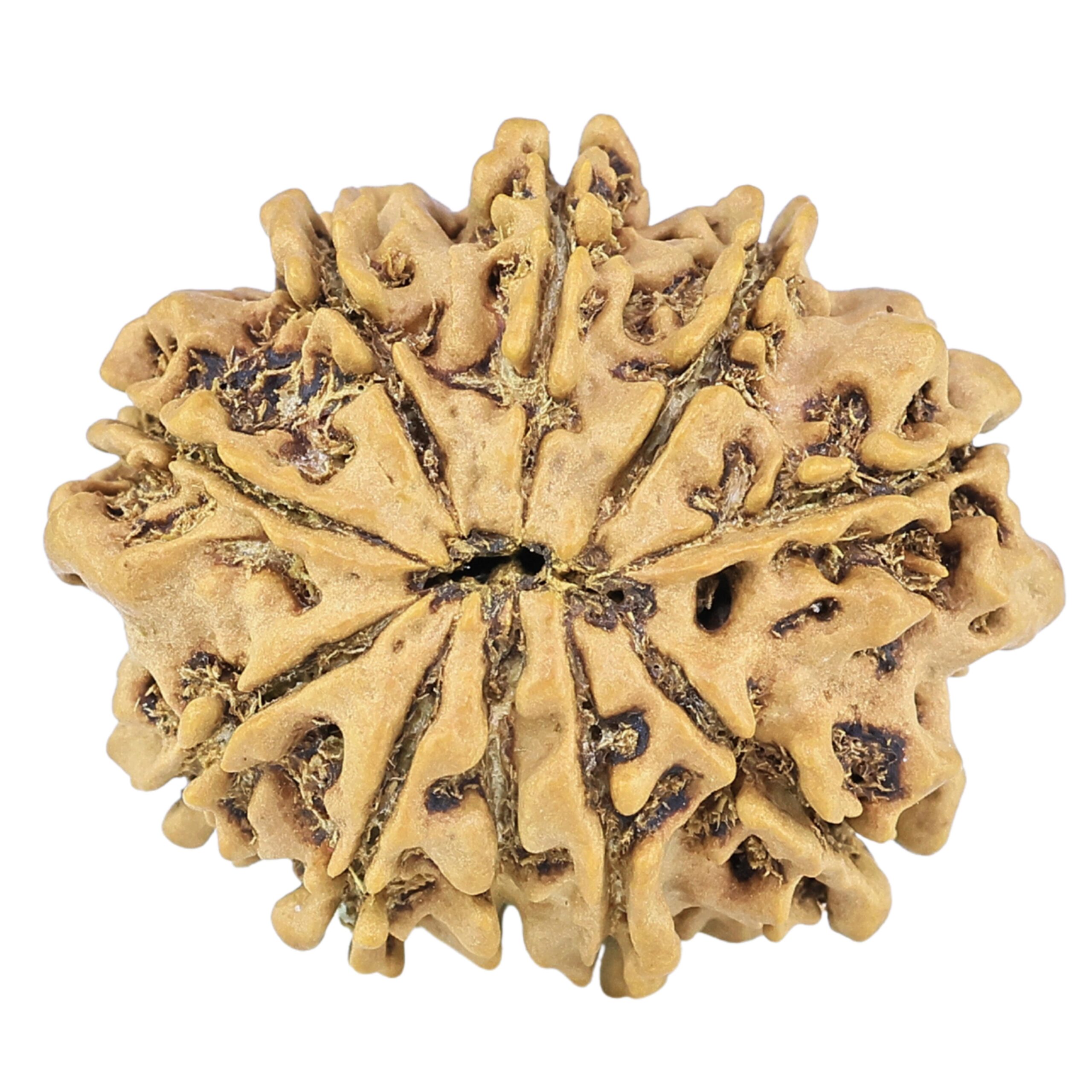 10 Mukhi Rudraksha 25.9mm 3.21gm - Rudraksha back
