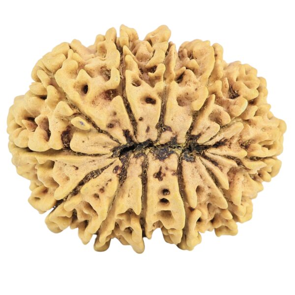 12 Mukhi Rudraksha 36.7mm 7gm - Rudraksha back