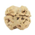 2 Mukhi Rudraksha 22.9mm 1.93gm - Rudraksha back