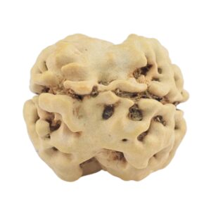 2 Mukhi Rudraksha 22.9mm 1.93gm - Rudraksha back