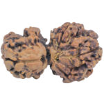 Sawar/Ganesh (3+1) 34mm 5.09gm - Rudraksha back