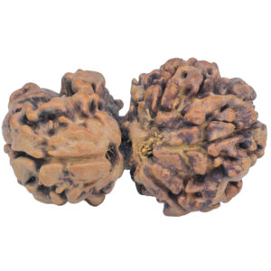Sawar/Ganesh (3+1) 34mm 5.09gm - Rudraksha back
