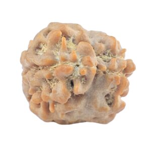 2 Mukhi Rudraksha 21.7mm 1.48gm - Rudraksha back