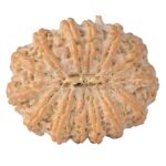 14 Mukhi Ganesh 41.1mm 13gm - Rudraksha back