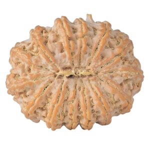 14 Mukhi Ganesh 41.1mm 13gm - Rudraksha back