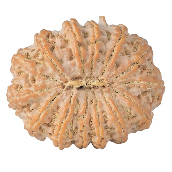 14 Mukhi Ganesh 41.1mm 13gm - Rudraksha back