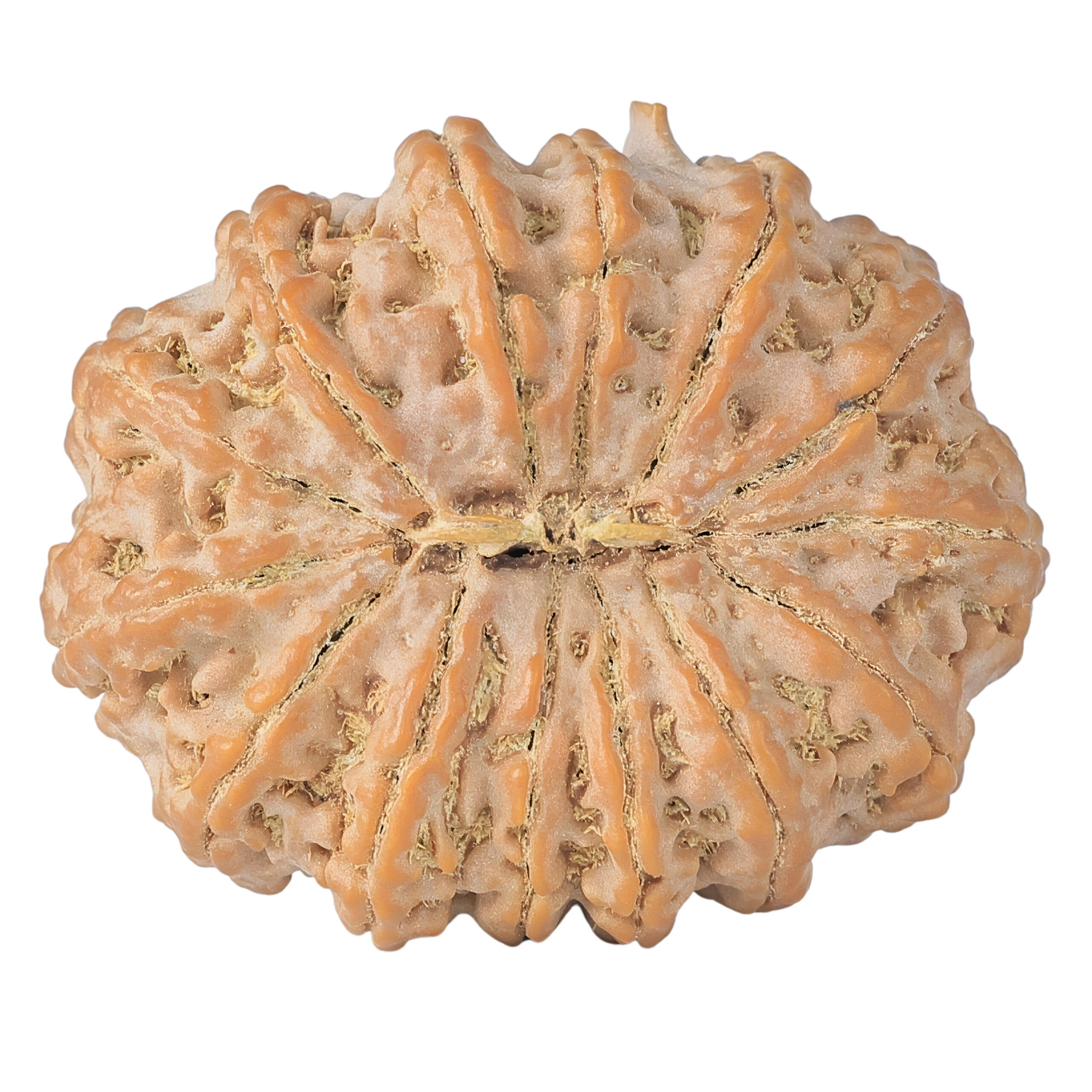 14 Mukhi Ganesh 41.1mm 13gm - Rudraksha back