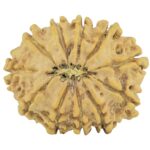 11 Mukhi Rudraksha 24.4mm 3gm - Rudraksha back