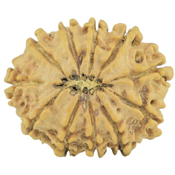 11 Mukhi Rudraksha 24.4mm 3gm - Rudraksha back