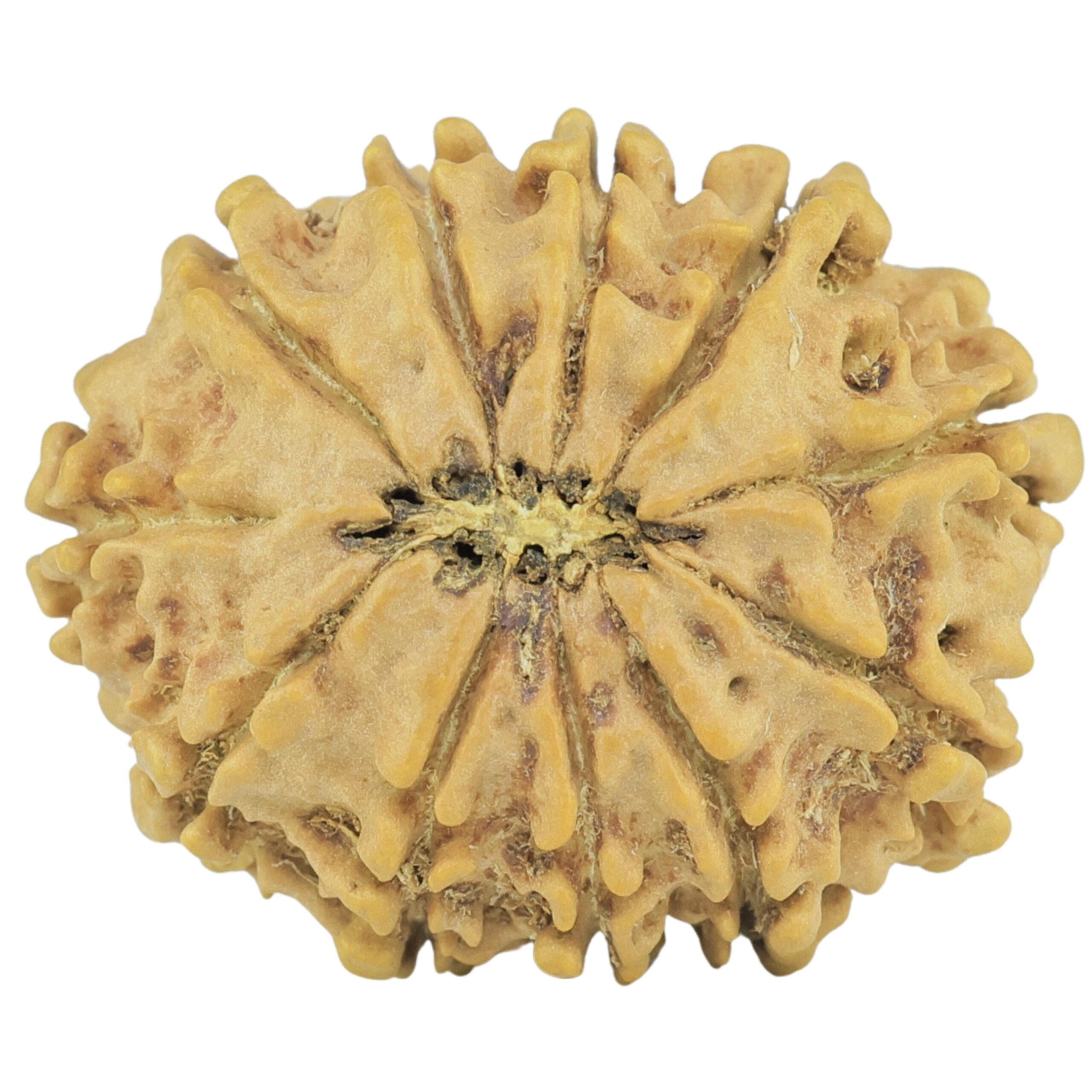 11 Mukhi Rudraksha 24.4mm 3gm - Rudraksha back