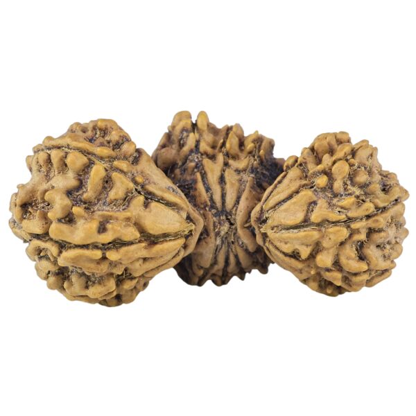 18 Mukhi Trijuti 40.4mm 5.81gm - Origin: Nepal - Rudraksha back