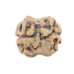 2 Mukhi Rudraksha 19.1mm 0.96gm - Rudraksha back