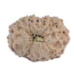 15 Mukhi Rudraksha 20.8mm 2.4gm - Rudraksha back