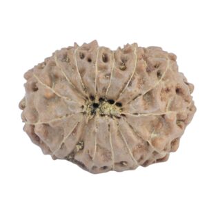 15 Mukhi Rudraksha 20.8mm 2.4gm - Rudraksha back