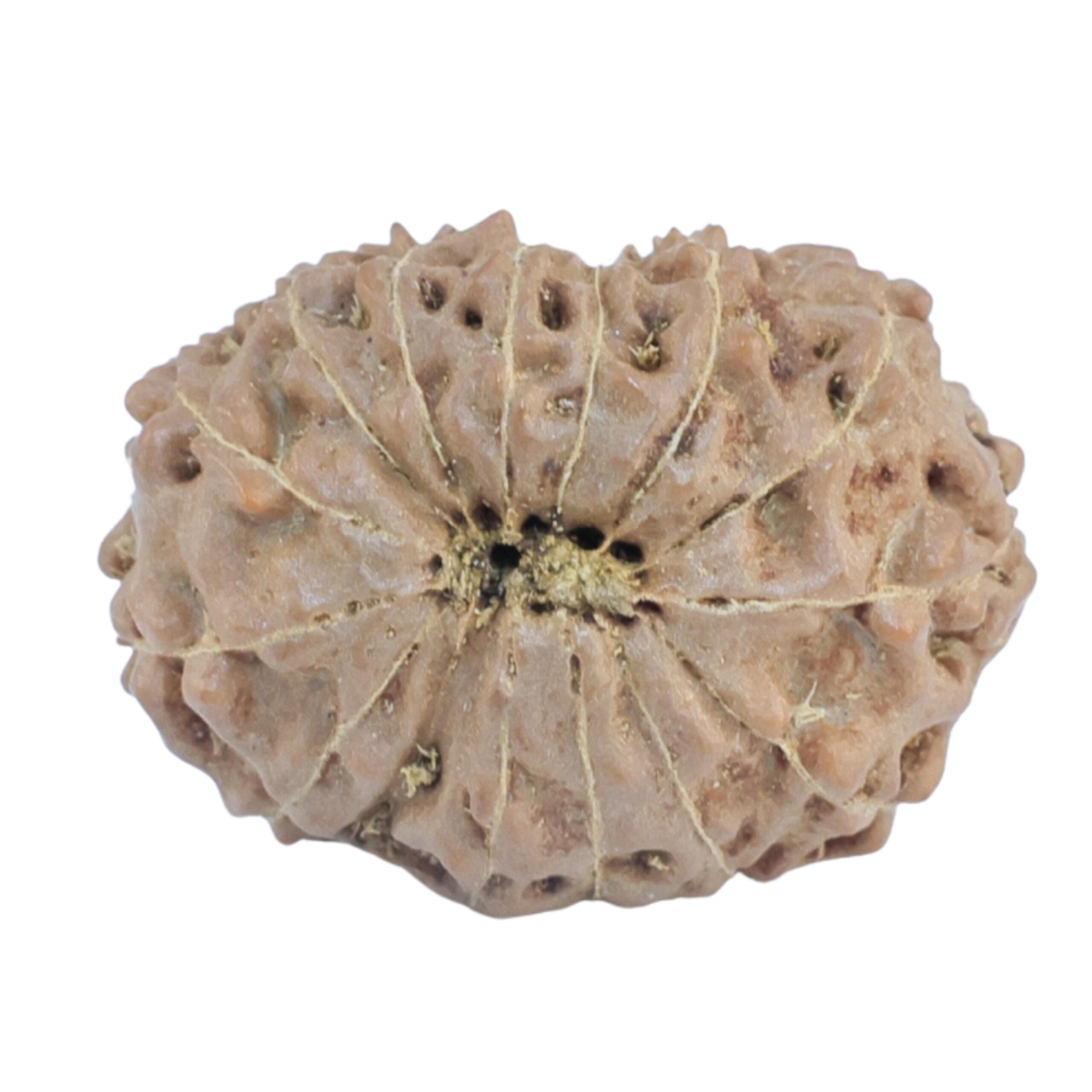 15 Mukhi Rudraksha 20.8mm 2.4gm - Rudraksha back